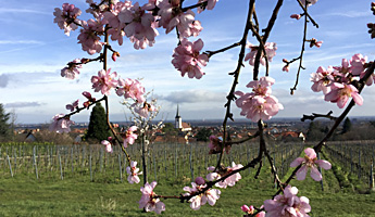 Mandelblüte März 2017