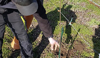 Arbeiten im Weinberg