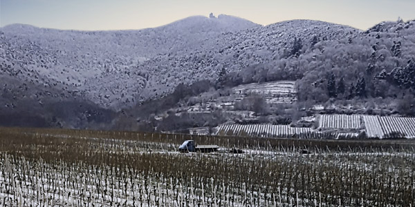 Schneebedeckter Pfälzer Wald
