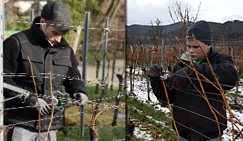 Arbeiten im Weinberg
